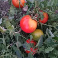 گوجه روبی