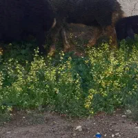 بره نر گوچ افشاری قیمت ۴۵