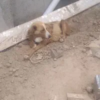 سگ فروشی بع علت جابه جایی ۵ملیون