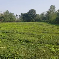 فروش-زمین-چالوس
