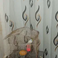 قفس ۱۵۰