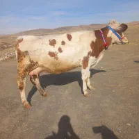 نوبر سیمینتال