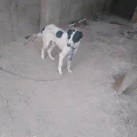 سگ  قخدرجونی