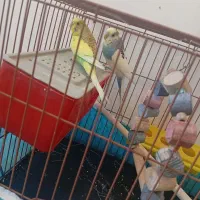 مرغ عشق