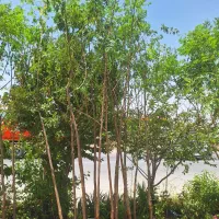 نهال زیتون تلخ درخت سایه مخصوص کم آب، خاک شوراسیدی