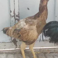 یک جفت مرغ و خروس لاری