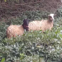 سلام فروش گوسفند