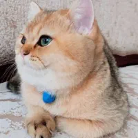 گربه ماده ۳ ساله بریتیش گلد
