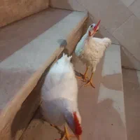 دوتا خروس سالم