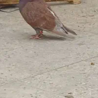 کفتر|پرنده|تهران, شهرک بعثت|دیوار