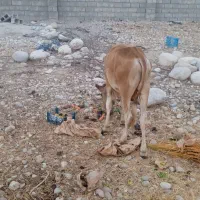 گاو نر|حیوانات مزرعه|تخت, |دیوار