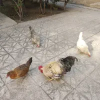 فروش مرغ و خروس رسمی