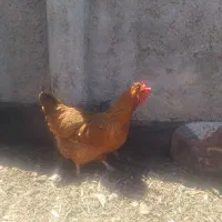 مرغ خروس محلی