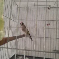 سهره کرمانی نر