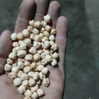 نخود الیگودرز تازه امسال یک تن