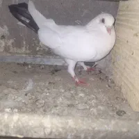 حراج  حراج