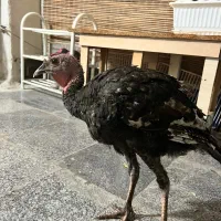 بوقلمون ۴ ماهه ماده