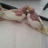 جوجه عروس هلندی