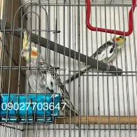 عروس هلندی مولد