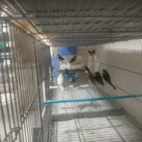 قناری نر قرص