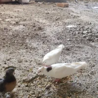 کبوتر ترک وشق شقی عراق