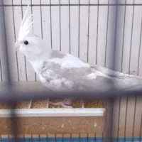عروس هلندی و خرگوش