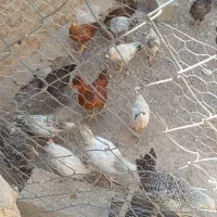 طاقچه پنج ماهه