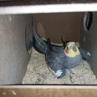 جفت عروس هلندی مولد