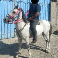 اسب|اسب و تجهیزات اسبسواری|تبریز, |دیوار