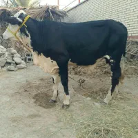 گوساله نر