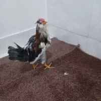 خروس|حیوانات مزرعه|ایلام, |دیوار
