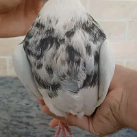 کفتر|پرنده|مبارکه, |دیوار