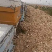 زنبور مادری  اماده برداشت عسل در بوانات