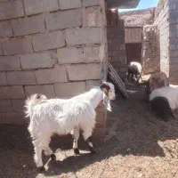 بزغاله  نر