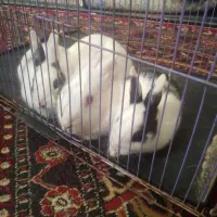 واگزاری خرگوش