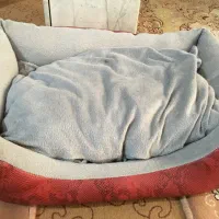 جای خواب گربه چرم