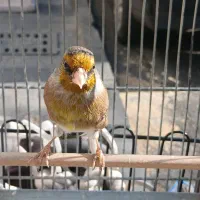 سهره قناری و سهره دورگ