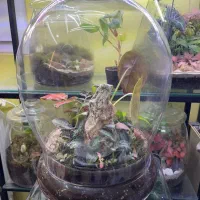 مرکز فروش تراریوم در قزوین