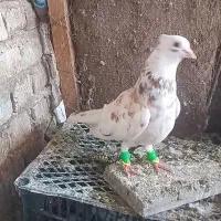 کبوتر  رنگی