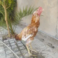 خروس لاری