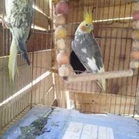 عروس هلندی