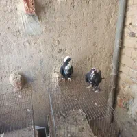 قره عرب لوطی