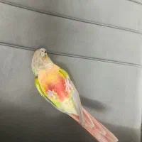 عروس هلندی واناناسی