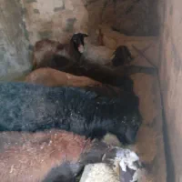 میش و بره