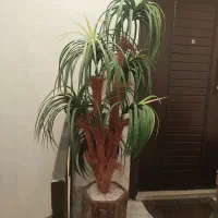 درختچه نخل