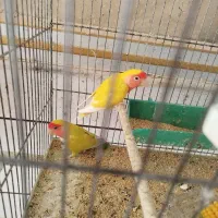 کوتوله مولد