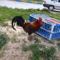 مرغ و خروس و  جوجه مرغ تعداد بالا