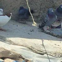 تعدادی 25 تا کبوتر نر