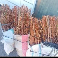 نهالستان زرشک قرمز درشت