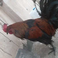 خروس|حیوانات مزرعه|مشهد, شهید معقول|دیوار